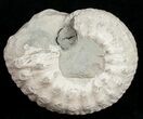 Liparoceras Ammonite - Very D #10701-1